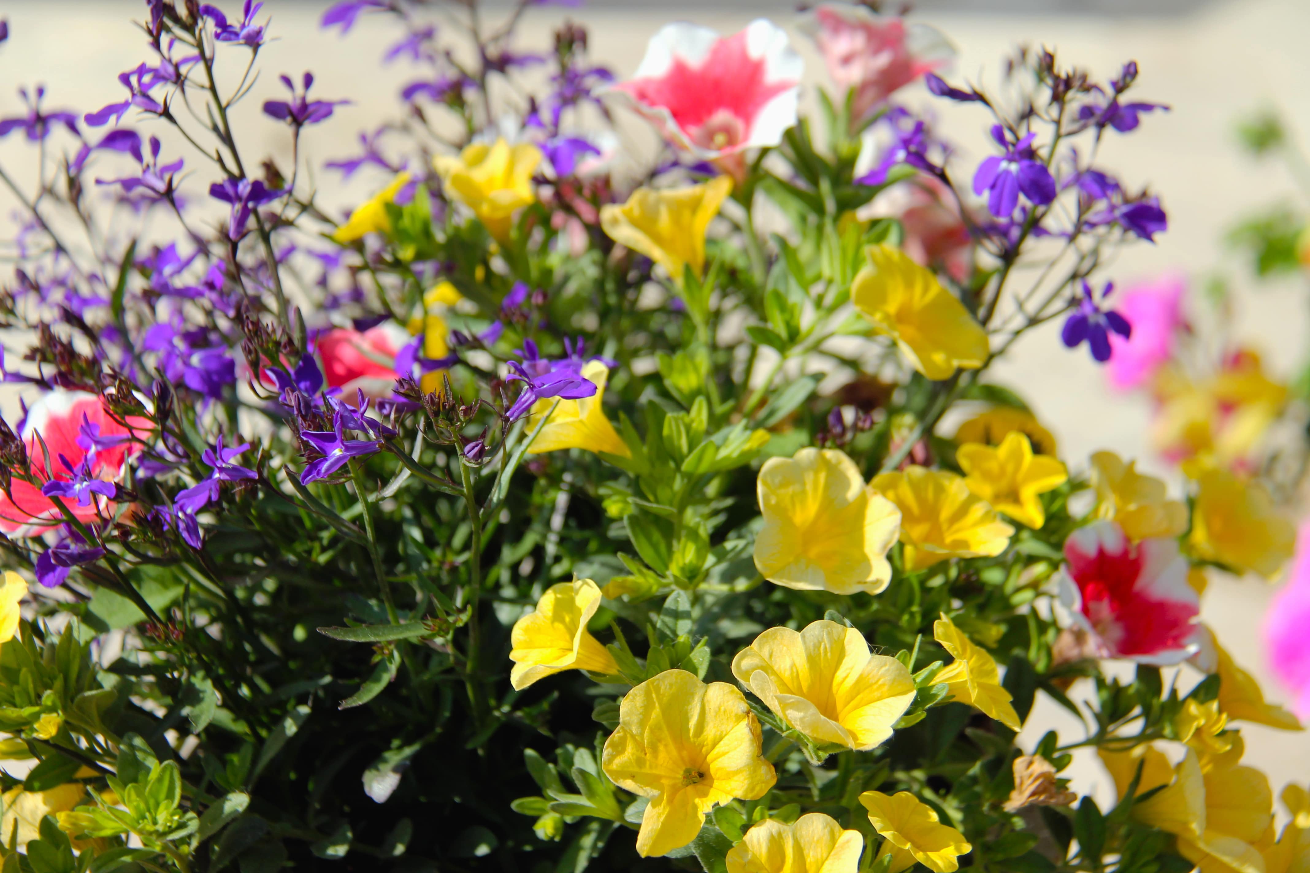 Fleurs - Ferme de Champliveau