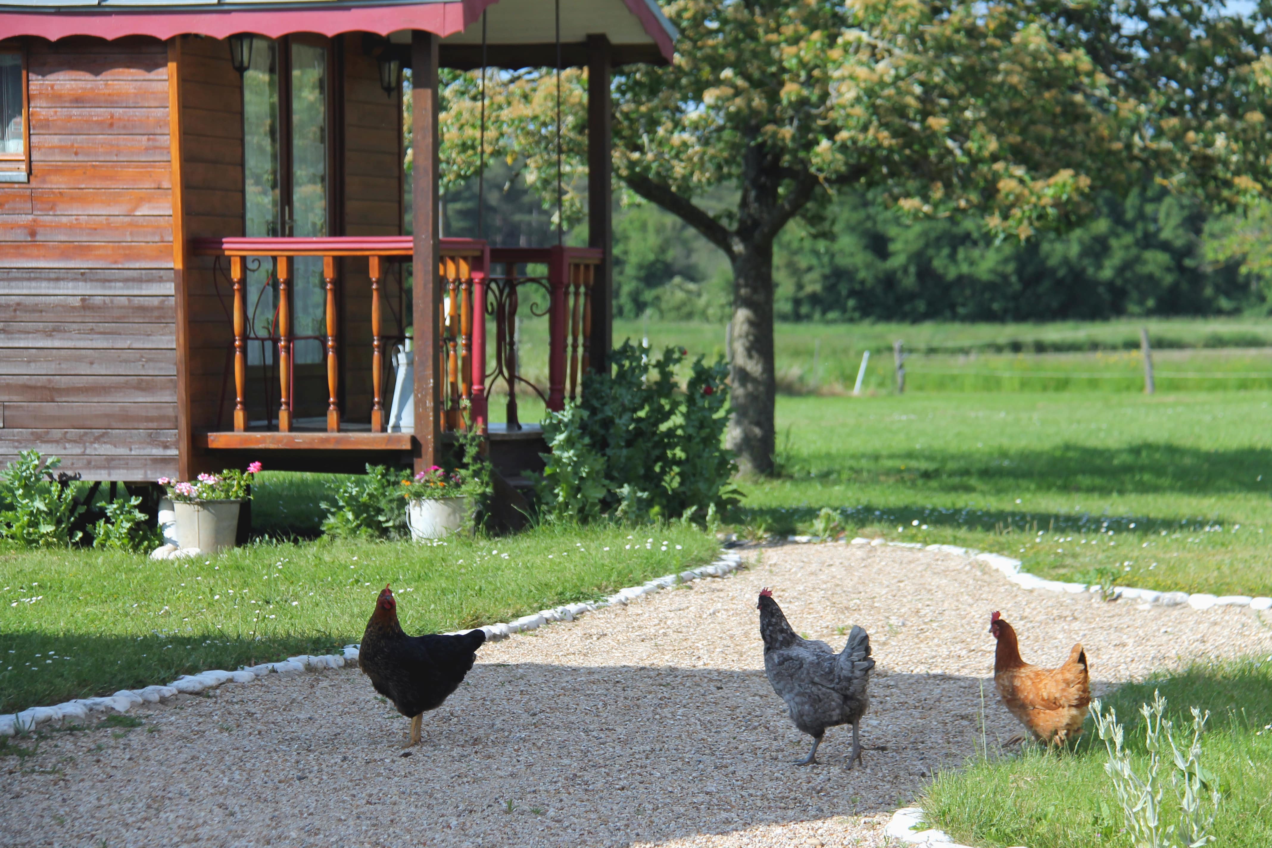 Poules - Ferme de Champliveau